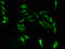 DNA primase small subunit antibody, A63222-100, Epigentek, Immunofluorescence image 