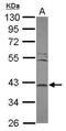 Leucine Rich Repeat Containing 23 antibody, GTX121536, GeneTex, Western Blot image 