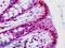 HEXIM P-TEFb Complex Subunit 1 antibody, LS-B9134, Lifespan Biosciences, Immunohistochemistry frozen image 