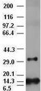 Fibroblast Growth Factor 2 antibody, LS-C114310, Lifespan Biosciences, Immunofluorescence image 