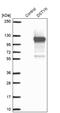 Dual serine/threonine and tyrosine protein kinase antibody, NBP1-92336, Novus Biologicals, Western Blot image 