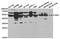 Glutathione Synthetase antibody, TA326911, Origene, Western Blot image 