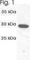 Proteasome 20S C2 antibody, NB300-624, Novus Biologicals, Western Blot image 