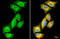 Chordin Like 1 antibody, GTX117884, GeneTex, Immunofluorescence image 