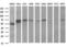 Formimidoyltransferase-cyclodeaminase antibody, LS-C337788, Lifespan Biosciences, Western Blot image 