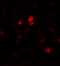 Succinate Dehydrogenase Complex Assembly Factor 1 antibody, 6879, ProSci, Immunofluorescence image 