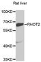 Ras Homolog Family Member T2 antibody, STJ25355, St John
