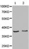 Paraoxonase 2 antibody, TA321106, Origene, Western Blot image 
