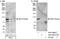Eukaryotic Elongation Factor 2 Kinase antibody, A301-687A, Bethyl Labs, Western Blot image 