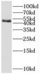 RNA Binding Motif Protein 41 antibody, FNab07178, FineTest, Western Blot image 