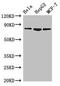 HMP antibody, LS-C678336, Lifespan Biosciences, Western Blot image 