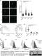 ST6 antibody, MCA1311, Bio-Rad (formerly AbD Serotec) , Immunohistochemistry frozen image 