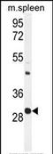 Upstream Transcription Factor 1 antibody, PA5-35031, Invitrogen Antibodies, Western Blot image 