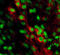 EPH Receptor B2 antibody, AF467, R&D Systems, Immunohistochemistry frozen image 