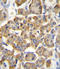 Gastric Inhibitory Polypeptide Receptor antibody, LS-C99946, Lifespan Biosciences, Immunohistochemistry paraffin image 