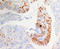 WD Repeat Domain 83 antibody, AP23360PU-N, Origene, Immunohistochemistry frozen image 