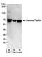 LRG antibody, A304-041A, Bethyl Labs, Western Blot image 