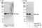 Zinc Finger And BTB Domain Containing 33 antibody, A303-557A, Bethyl Labs, Western Blot image 