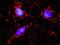 F11 Receptor antibody, H00050848-M01, Novus Biologicals, Proximity Ligation Assay image 