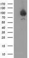 Gephyrin antibody, TA502313S, Origene, Western Blot image 