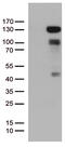 Progesterone Receptor antibody, TA802703AM, Origene, Western Blot image 
