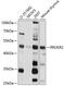 Prokineticin receptor 2 antibody, 18-884, ProSci, Western Blot image 