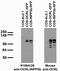Inositol polyphosphate 5-phosphatase OCRL-1 antibody, 73-215, Antibodies Incorporated, Western Blot image 
