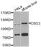 Desmoglein-3 antibody, orb374106, Biorbyt, Western Blot image 