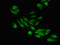 SUMO Specific Peptidase 6 antibody, orb53803, Biorbyt, Immunofluorescence image 