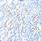 Major Histocompatibility Complex, Class II, DR Beta 3 antibody, 16-435, ProSci, Immunohistochemistry frozen image 