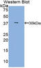 Mannose Binding Lectin 2 antibody, LS-C372756, Lifespan Biosciences, Western Blot image 