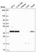 Nucleoporin Nup37 antibody, HPA056300, Atlas Antibodies, Western Blot image 