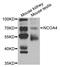 Nuclear receptor coactivator 4 antibody, TA332848, Origene, Western Blot image 