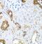 Sonic hedgehog protein antibody, FNab07847, FineTest, Immunohistochemistry frozen image 