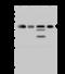 Vasodilator Stimulated Phosphoprotein antibody, 204038-T44, Sino Biological, Western Blot image 