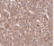 Phosphatidylinositol Glycan Anchor Biosynthesis Class Y antibody, 4955, ProSci, Immunohistochemistry frozen image 