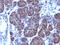 MG160 antibody, GTX34761, GeneTex, Immunohistochemistry paraffin image 