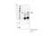 Barkor antibody, 96752S, Cell Signaling Technology, Immunoprecipitation image 