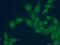 SRY-Box 8 antibody, 20627-1-AP, Proteintech Group, Immunofluorescence image 
