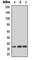 Cyclin Dependent Kinase 1 antibody, abx133032, Abbexa, Western Blot image 