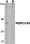 BRCA1-A complex subunit BRE antibody, orb74881, Biorbyt, Western Blot image 