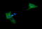 Mitogen-Activated Protein Kinase Kinase 2 antibody, LS-C787801, Lifespan Biosciences, Immunofluorescence image 