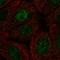RNA Polymerase II Subunit I antibody, HPA035632, Atlas Antibodies, Immunocytochemistry image 