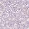 CES2 antibody, HPA012023, Atlas Antibodies, Immunohistochemistry frozen image 