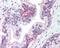 Claudin 3 antibody, 49-870, ProSci, Immunohistochemistry frozen image 