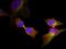 CCAAT Enhancer Binding Protein Beta antibody, orb213723, Biorbyt, Immunofluorescence image 
