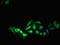 NAP-4 antibody, LS-C679583, Lifespan Biosciences, Immunofluorescence image 
