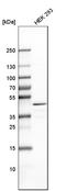 TARBP2 Subunit Of RISC Loading Complex antibody, HPA051181, Atlas Antibodies, Western Blot image 