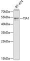Nucleolysin TIA-1 isoform p40 antibody, GTX33545, GeneTex, Western Blot image 