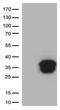 BCL2 antibody, UM800117CF, Origene, Western Blot image 